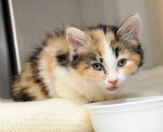 tri-colored kitten underweight being fed at veterinary hospital