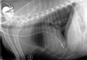 X-ray of a dog with a slow heart rate (bradycardia) that received a cardiac pacemaker to prevent collapse and sudden death.