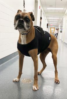 Boxer wearing Holter monitor