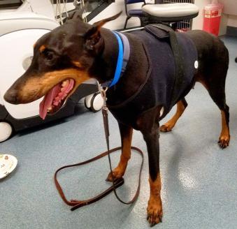 Doberman wearing a Holter monitor to record ECG.