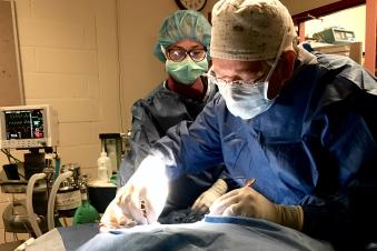 Veterinary cardiologist performing a cardiac catheterization on a dog
