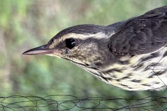 Closeup of a waterthrush bird.