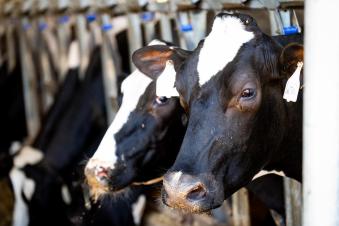 close up of 2 black and white cows in a stable.