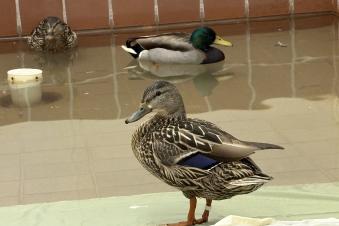 From top left to bottom right: Hen mallard, drake mallard, and another hen mallard in the pool room of Tufts Wildlife Clinic.