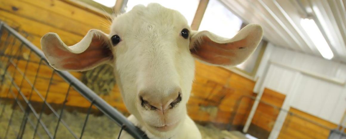 White goats 3-25-11 large animal hospital barn