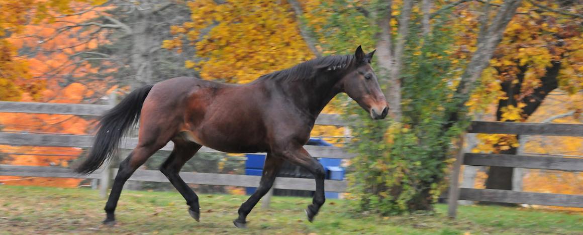 horse trotting in the grass with fall leaves and trees in the background