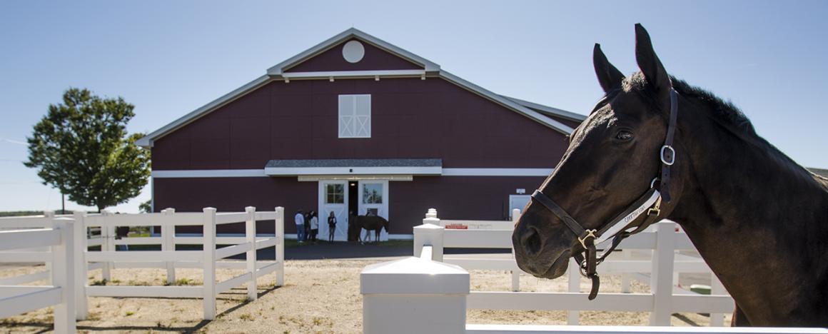 Image of the Equine Sports Medicine Complex with a horse in the foreground