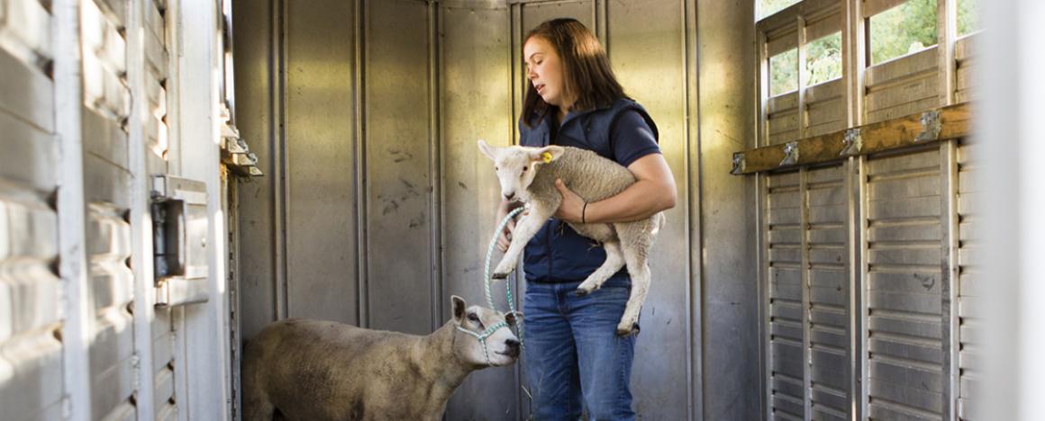 10/12/2017 - Woodstock, Conn. - Veterinarian Rachael Gately leads a sheep and her lamb outside of a trailer at the Tufts Ambulatory Service on October 12, 2017. (Anna Miller/Tufts University) SHEEP OWNED BY Prof. Rachael Gately, who is holding them in the photo. She brought them in for the photo shoot specifically.