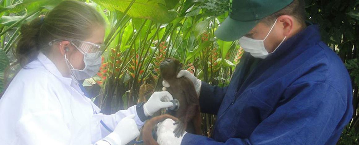 Two vets inspecting a monkey