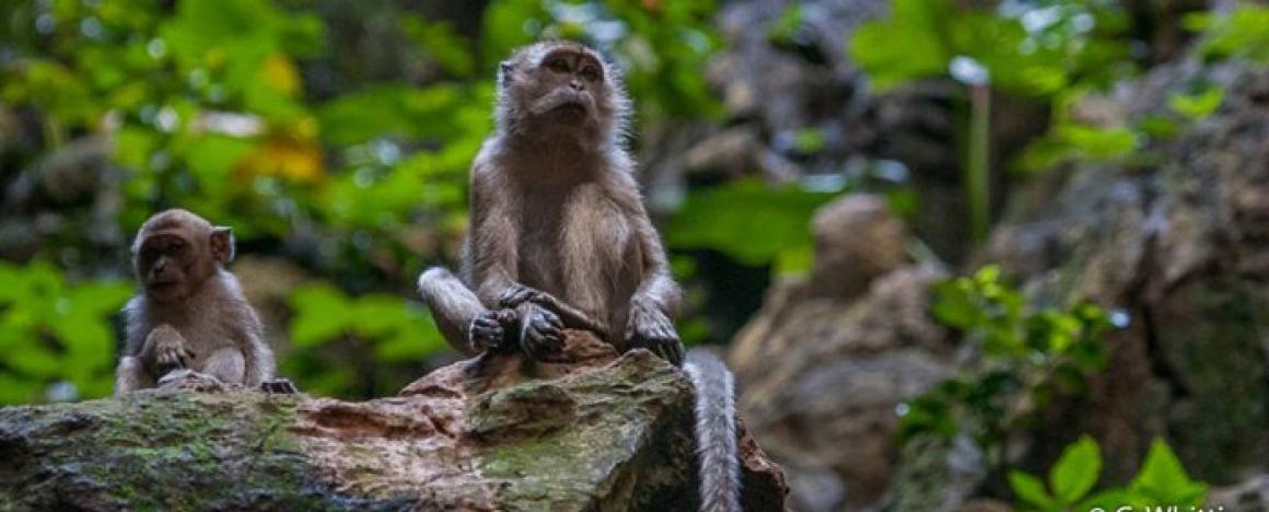 Two monkeys sitting on a rock