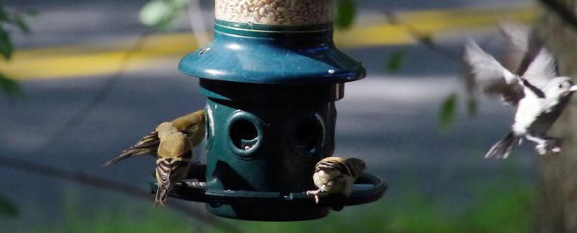 Bird on feeder