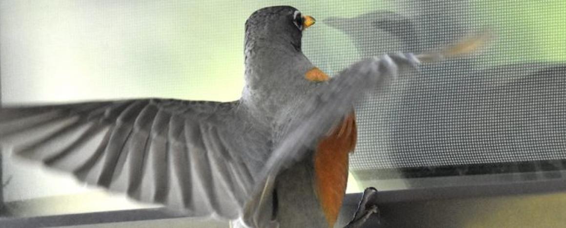 A bird flying outside of a window