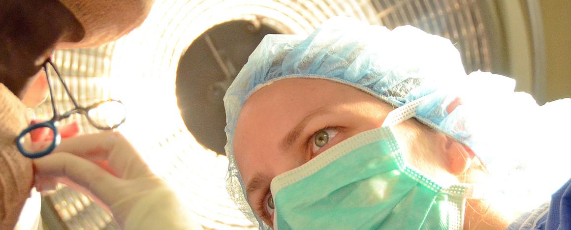 A surgeon performing surgery on a horse's leg