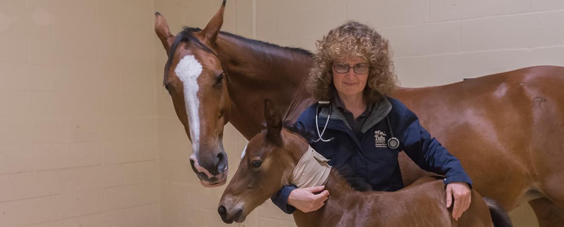 A veterinarian standing with a horse and its foal