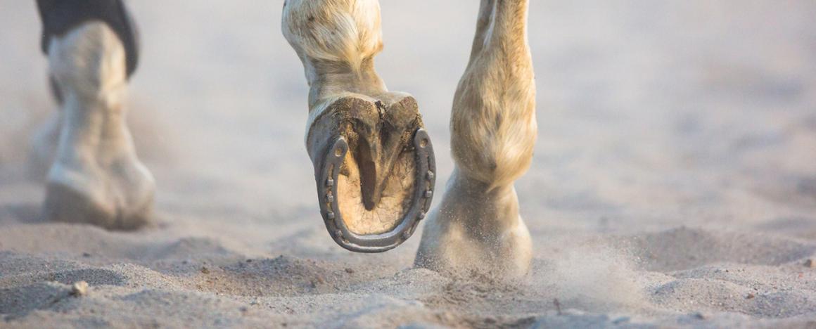 Pictures of horse's hooves