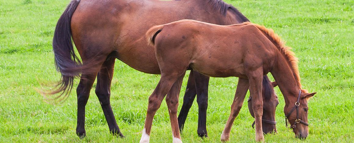 A horse and its foal