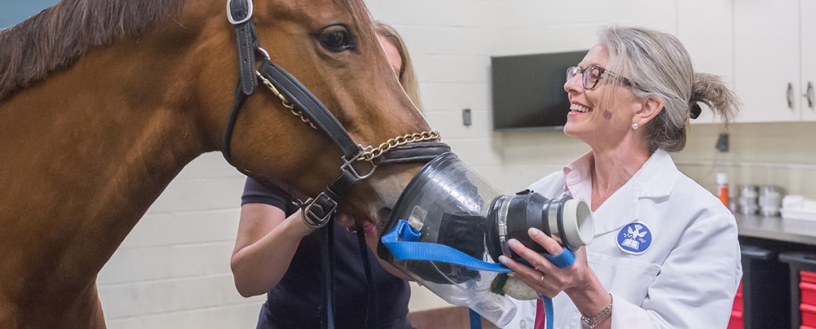 A veterinarian holding a mask over a horse's nose and mouth