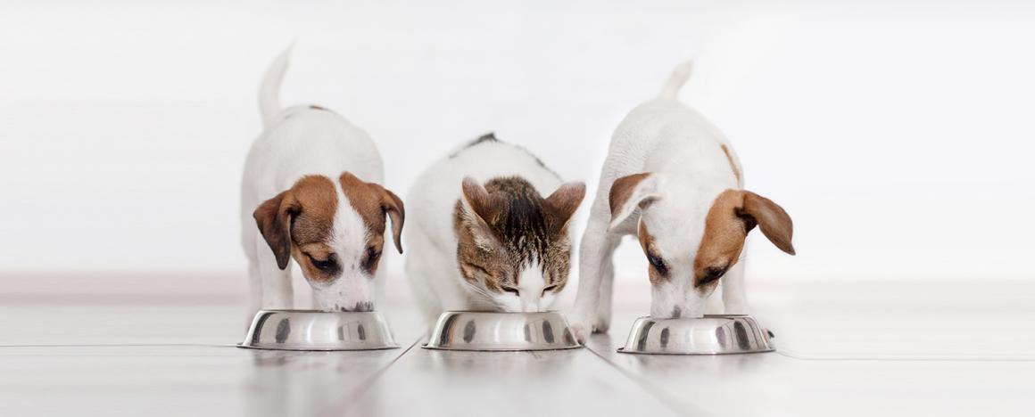 sa-header-nutrition-dog-cat-eating