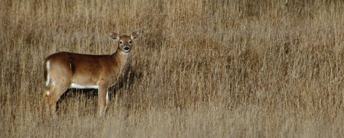 White-tailed deer