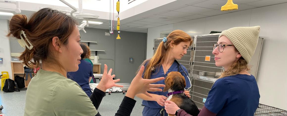 Veterinarian teaching how to do a physical exam on a beagle