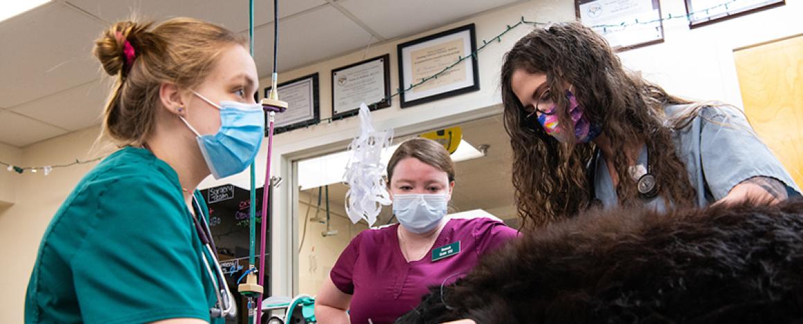 vet technicians and anesthesiologist monitoring a dog under anesthesia