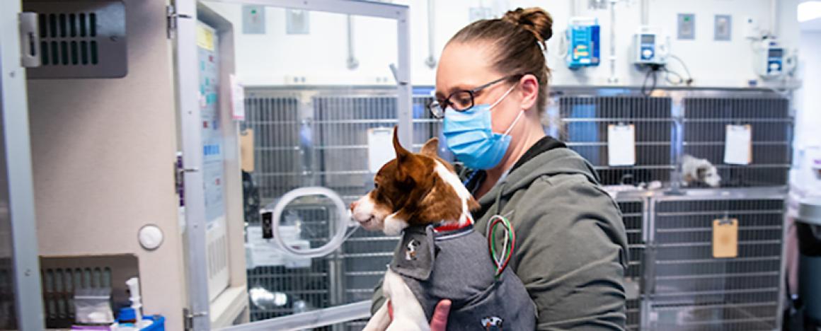 vet technician caring for a dog in hospital