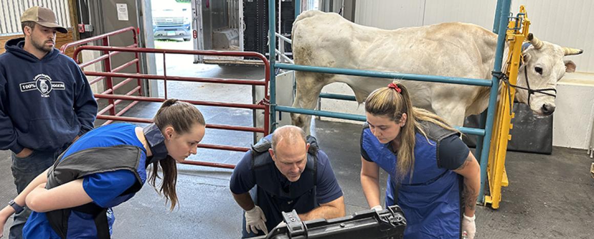 a chianina steer and 4 people looking at a computer screen at a large animal haul-in hospital