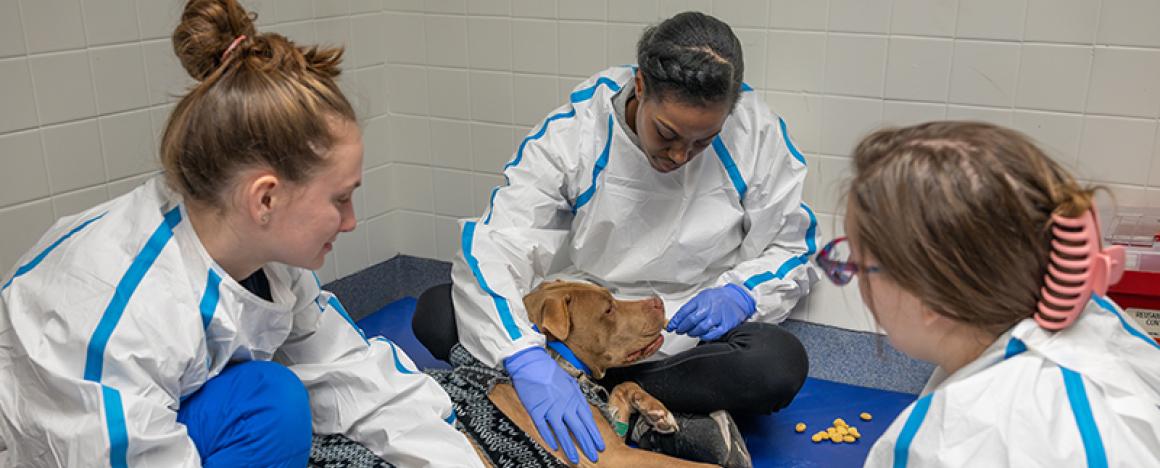 Oliver, a pitbull, receiving chemo treatments and treats by three chemo doctors at Henry and Lois Foster Hospital for Small animals