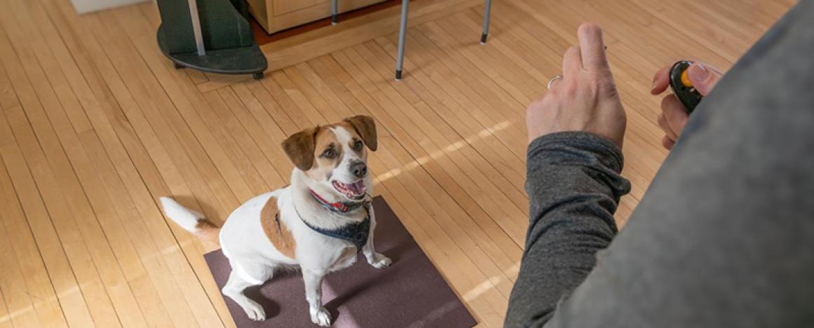 small brown and white dog sitting during clicker training