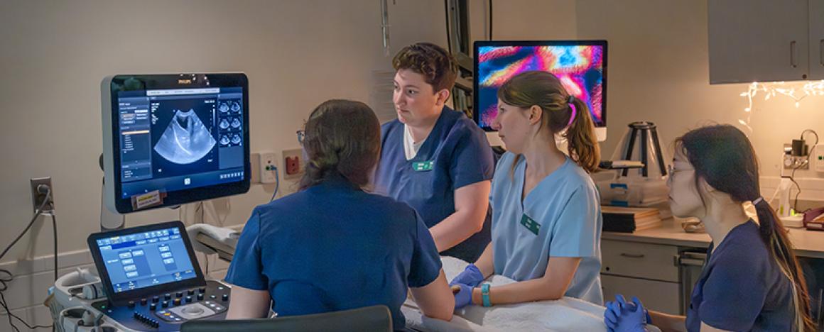 students performing an ultrasound on a small animal