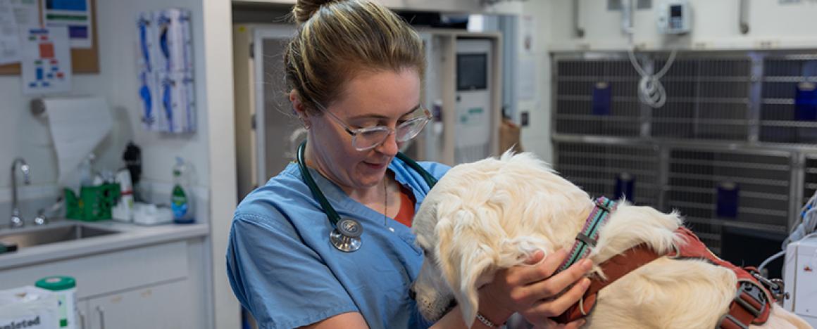 a veterinarian examining a large dog.