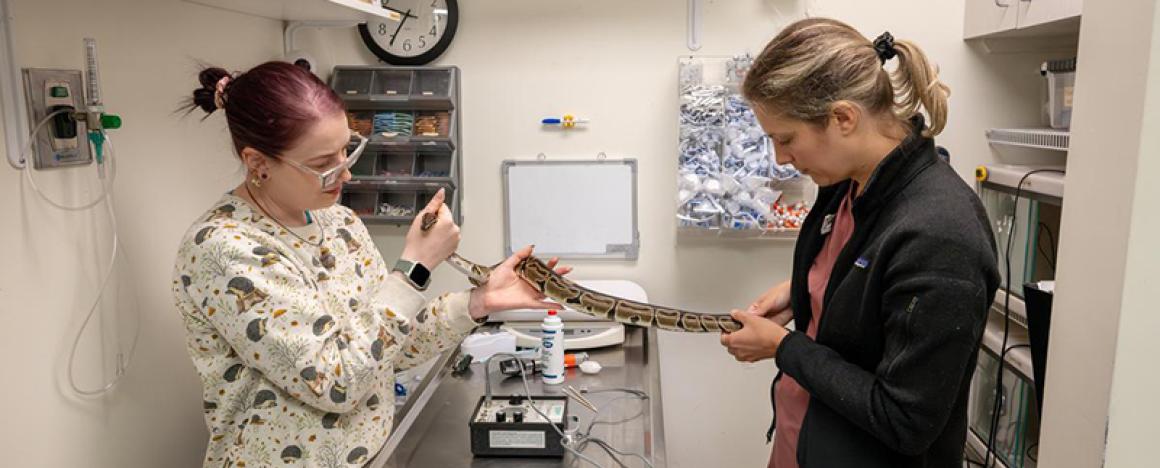 a zoological veterinarian and vet tech examining a snake.