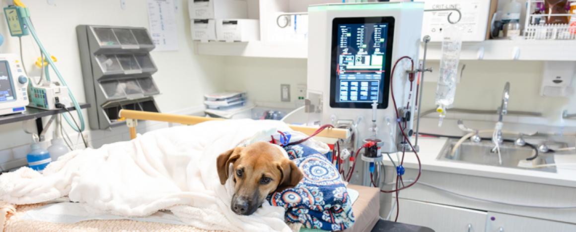 A brown dog lying on a cushioned veterinary exam table, covered with a white blanket and resting its head on a patterned pillow, surrounded by medical equipment and monitors in a clinical treatment room.
