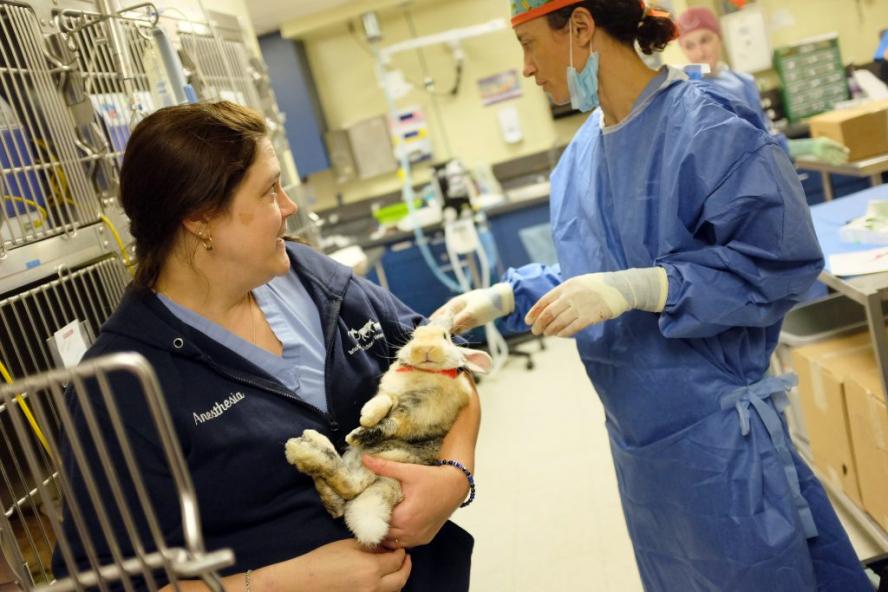 A bunny in the care of vets