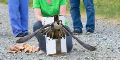 Peregrine release after recovering from fractures