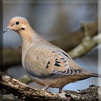 A Mourning Dove