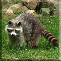 Raccoon