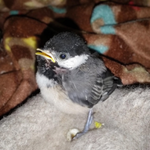 Fledgling bird standing on soft fabric