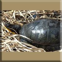 A Blanding's turtle