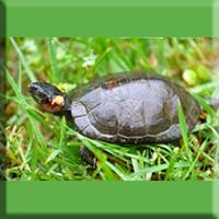 A Bog turtle