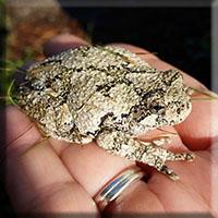 A Gray Treefrog