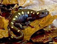 A Spotted Salamander