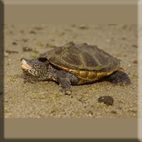 A Diamond-backed Terrapin turtle