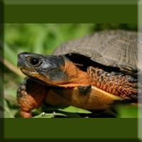 A Wood turtle