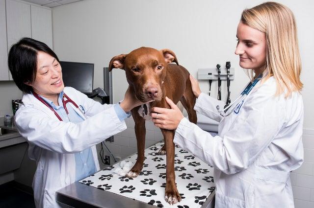 Vicky Yang examines a large brown dog on an examining table, with a student helping.
