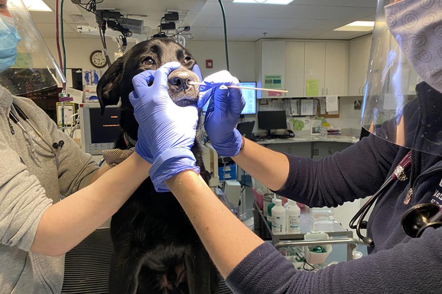 Two hospital staff swab a dog's nose to test for COVID-19