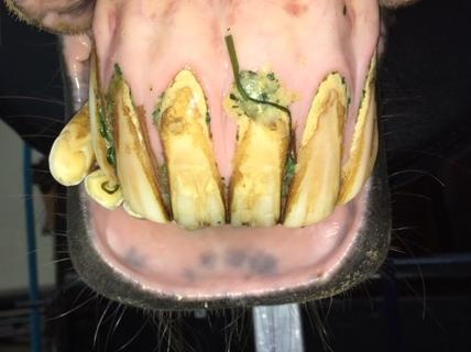 A photo of a horse's teeth