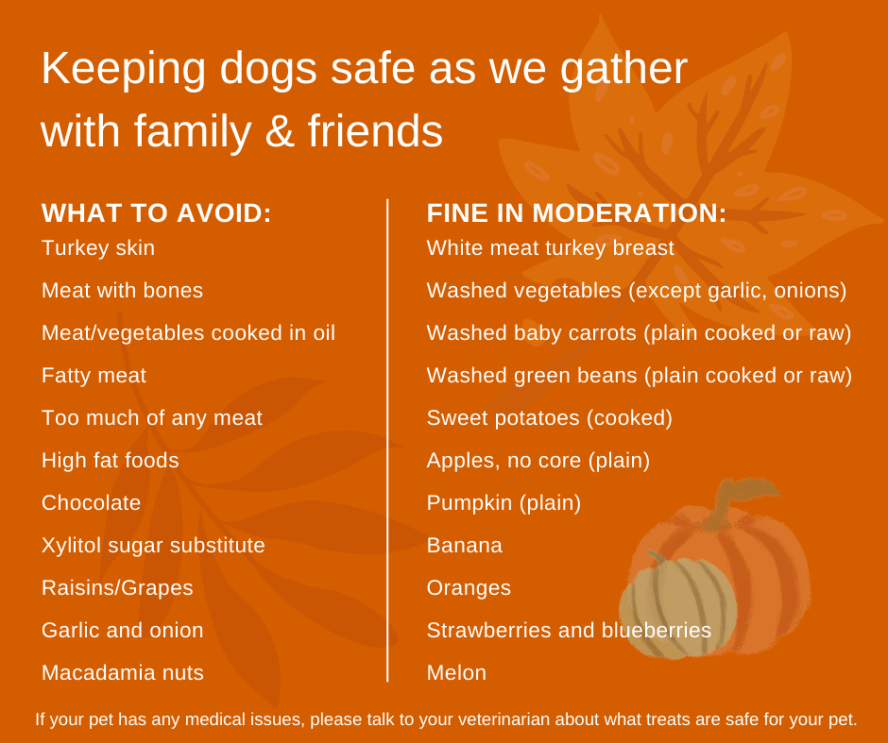 List of what is and isn't safe to feed dogs at Thanksgiving