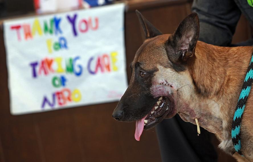 Picture of a wounded police dog after its recovery