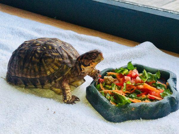 Three-toed box turtle named Little T 